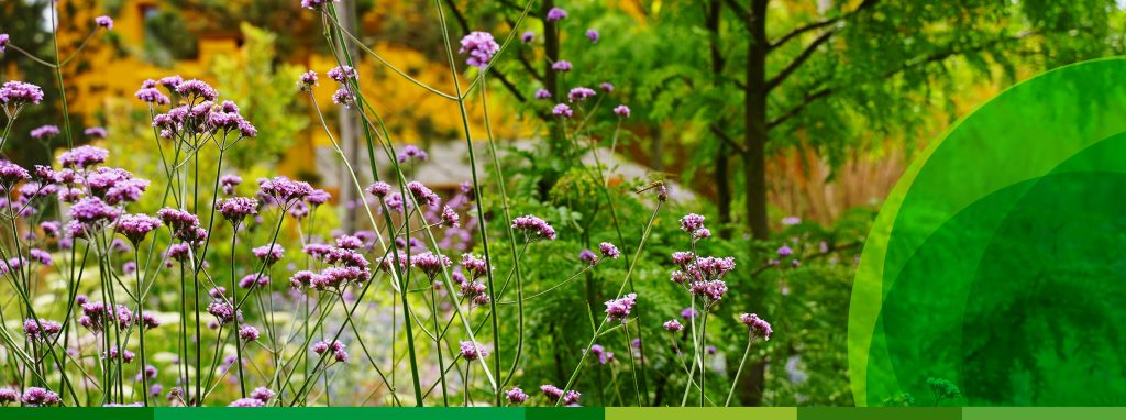 Lilafarbenes Eisenkraut blüht in einem sommerlichen Garten.