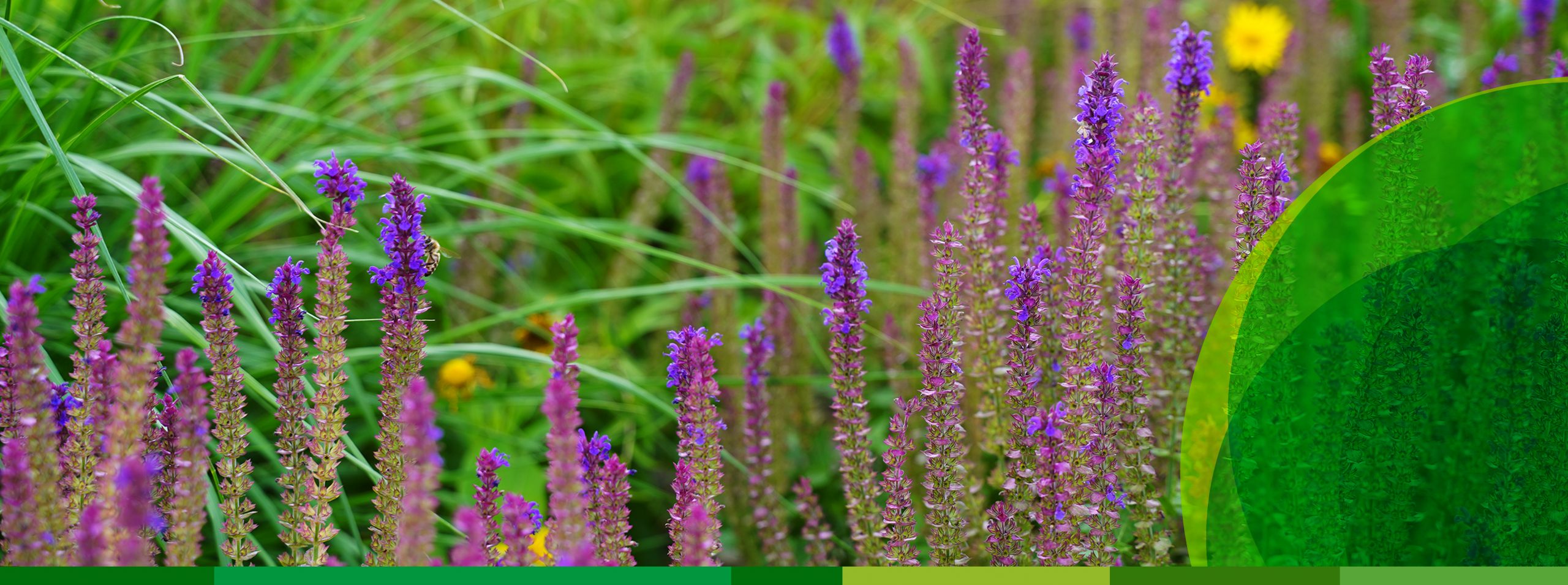 Viele lange, blaulilafarbene Blütenstände des Wiesensalbeis in einem Gartenbeet.