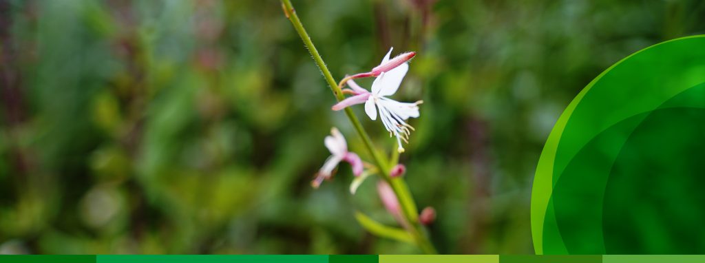 Nahaufnahme einer zarten blassrosa Blüte vor einem intensiv grünen Hintergrund.