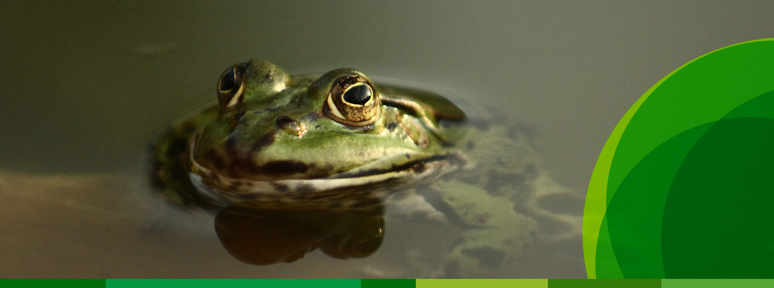 Ein grüner Seefrosch mit goldenen Augen sitzt in einem Gewässer.