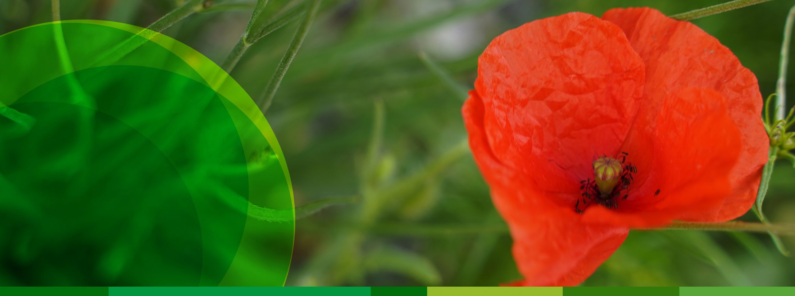 Nahaufnahme einer leuchtend roten Klatschmohnblüte.