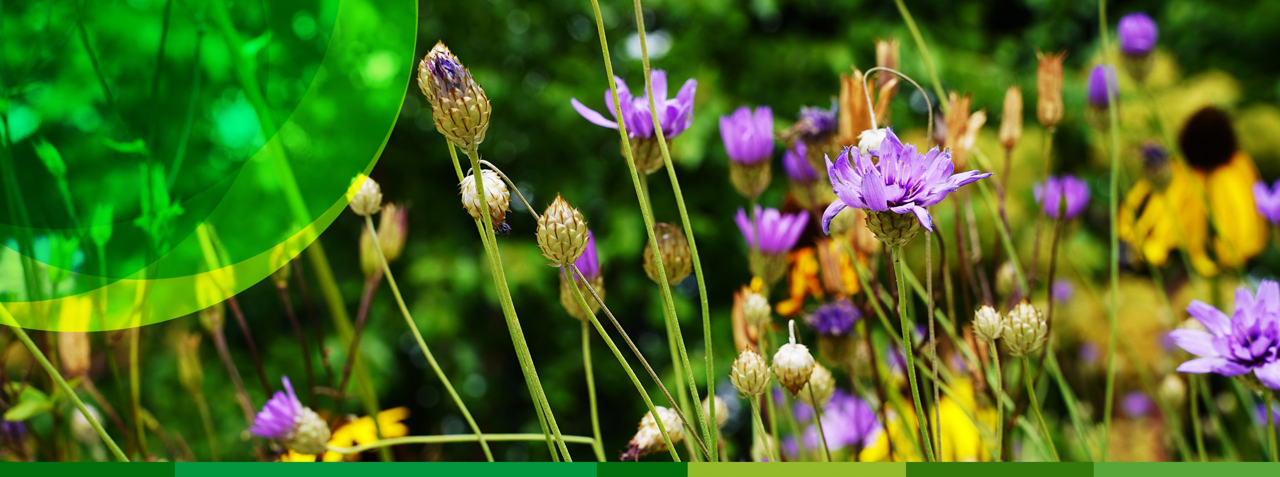 Lilafarbene Flockenblumen blühen in einem Garten.