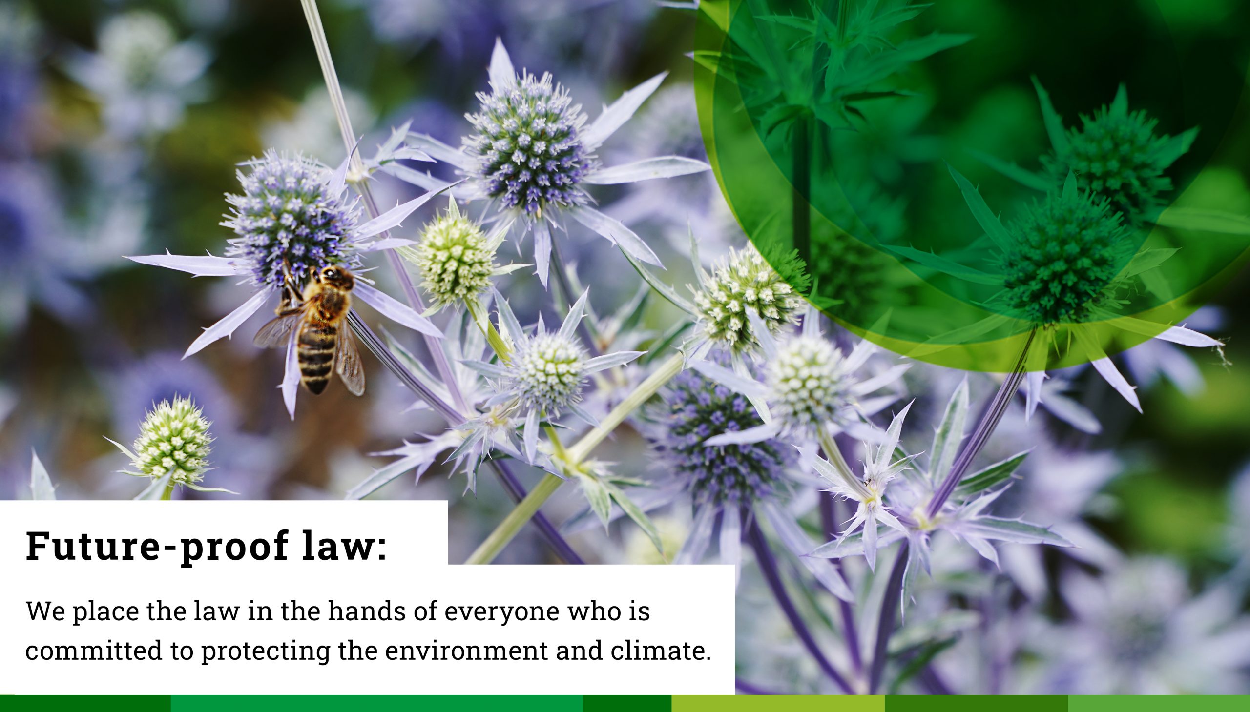 Close-up of a honeybee on the spiky, light purple flower of a Erygnium plant. At the bottom left, the words “Future-proof law: We place the law in the hands of everyone who is committed to protecting the environment and climate.” are written on a white background.
