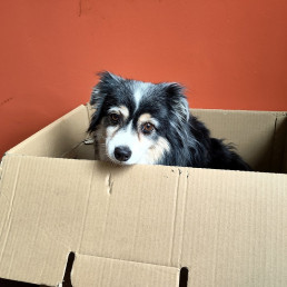 Bürohund Tino sitzt in einem Umzugskarton.